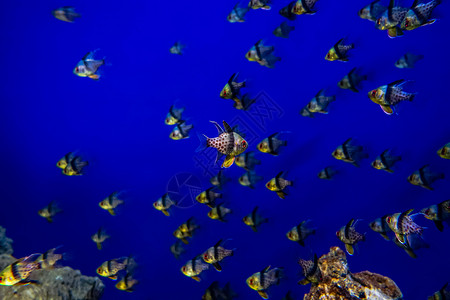 万达水乐园南昌万达海洋乐园水族馆的鱼背景