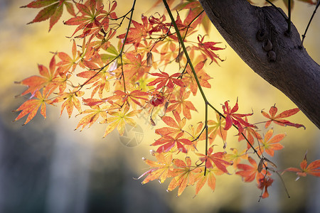 秋天的红叶自然高清图片素材