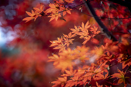 红叶海报秋天的红叶背景