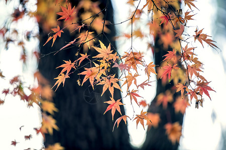 秋天的红叶色彩高清图片素材