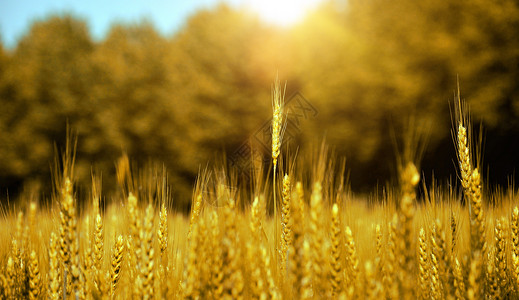 山楂麦芽丰收季设计图片
