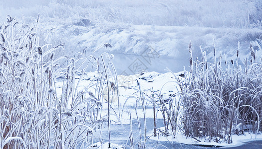 冬季萧瑟的芦苇霜降设计图片