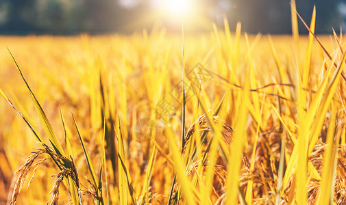 金色饱满麦子丰收季设计图片
