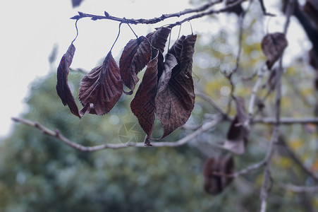 秋日的枯叶干树枝树叶高清图片