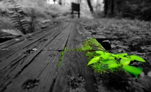灰色森林孤独绿色植物设计图片