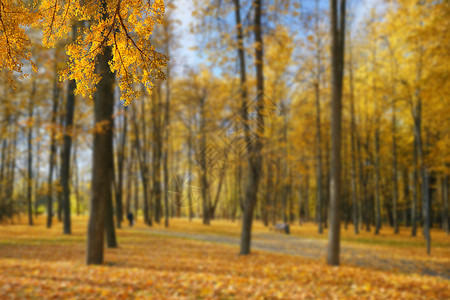 金黄色的树秋天设计图片