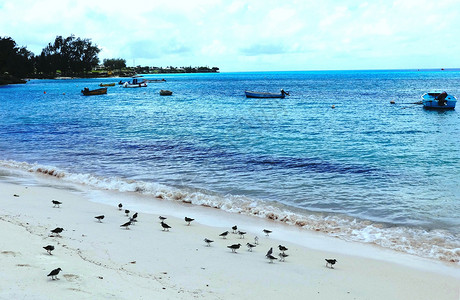 巴巴多斯海滩海鸟海风海韵图片