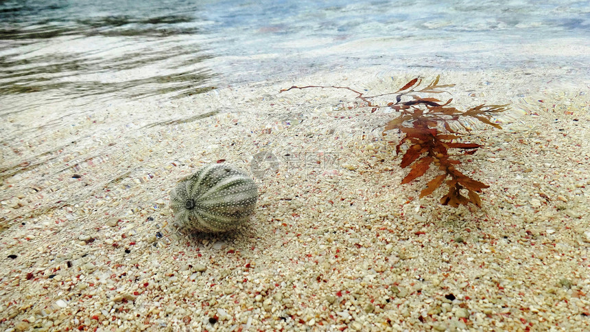 巴巴多斯海胆贝壳和海草漂浮图片