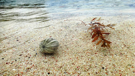 巴巴多斯海胆贝壳和海草漂浮图片