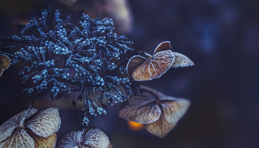 立冬立冬时节霜花多高清图片