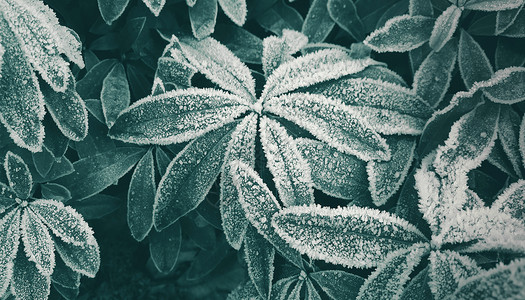 灌木带霜降设计图片