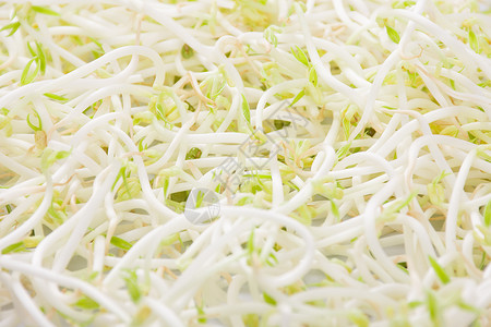蔬菜绿豆芽健康火锅高清图片