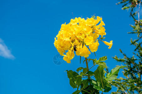 花卉黄蓝色边框越南芽庄秋天热带植物黄钟花背景