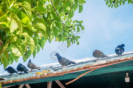 芽庄珍珠岛的鸽子背景图片