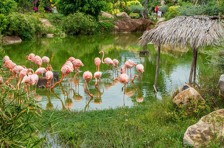 火烈鸟边框越南芽庄珍珠岛的火烈鸟背景