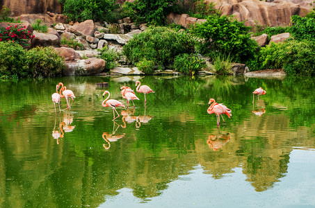 越南芽庄珍珠岛的火烈鸟背景图片