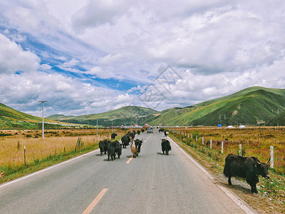 川西色达县成群的牦牛背景图片
