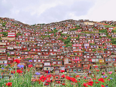 色达喇荣五明佛学院的绛色房屋群背景图片
