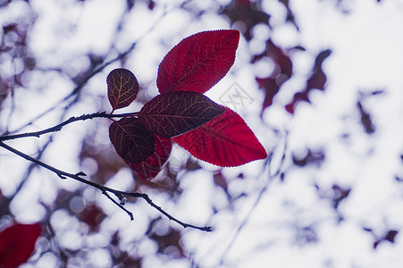 初秋的叶秋天的红叶背景