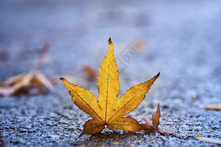 金色树叶素材秋天的落枫背景