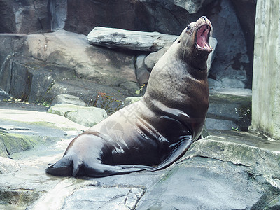 海狮阿拉斯加海狮高清图片