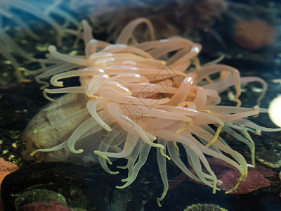 苏厄德水族馆海葵背景