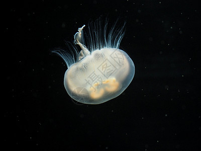 水母无脊椎浮游动物胞高清图片