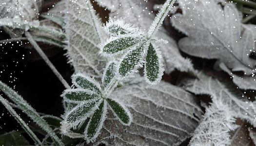 冬季树叶霜降设计图片