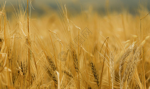 金色麦子丰收季设计图片