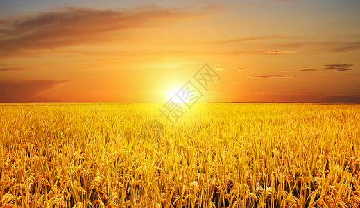 金色的小麦丰收季设计图片