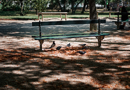法国海德堡公园长椅落叶鸽子背景图片