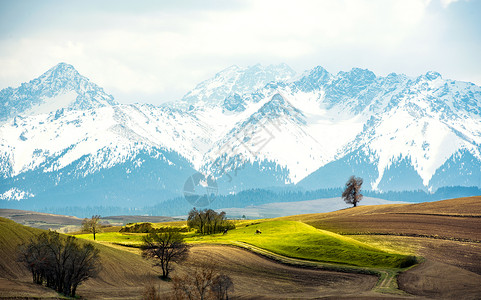 雪山下的农田背景图片
