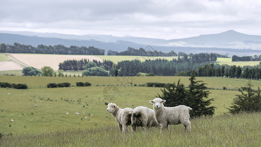 新西兰北岛绵羊图片