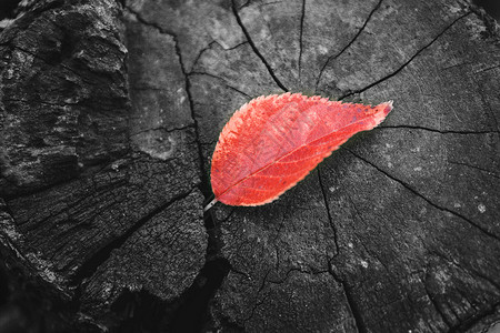 红色一片树叶孤独落叶设计图片