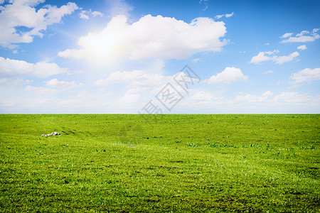 吃草的牛草场蓝天设计图片