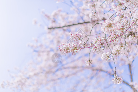 小清新立春字体樱花背景