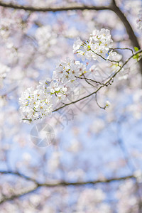 简约立春字体樱花背景