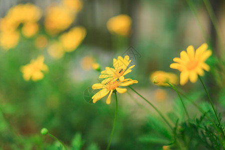 菊花蜜蜂黄金菊与蜜蜂背景