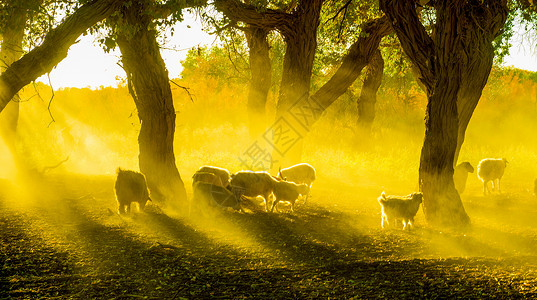 夕阳下的树林夕阳下的胡杨林里的羊群背景