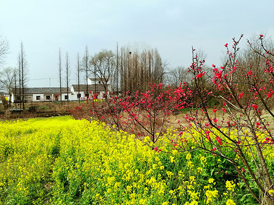 安徽合肥休闲游玩景点三十岗桃花园背景