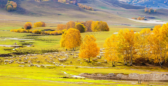 秋季上新品秋季草原上的羊群背景
