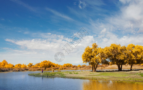 河流与胡杨树木秋天高清图片