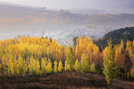 黄色的草地山东临沂沂蒙山秋至乡间背景