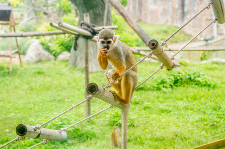 芽庄珍珠岛游乐园的猴子图片