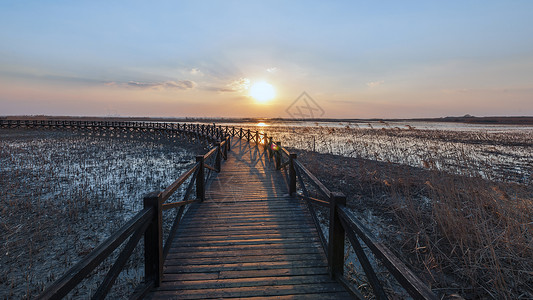 冬公园上海崇明西沙湿地公园背景