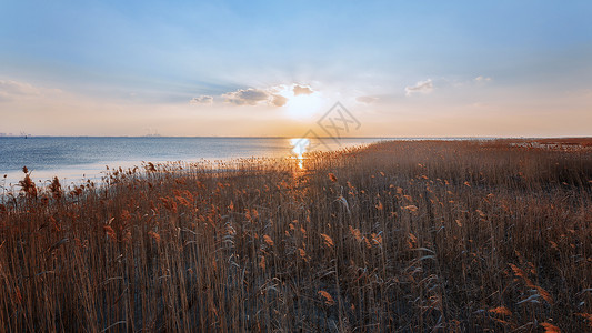 崇明东滩上海崇明西沙湿地公园背景