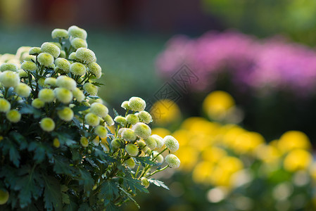 清明菊花河南开封菊花展背景