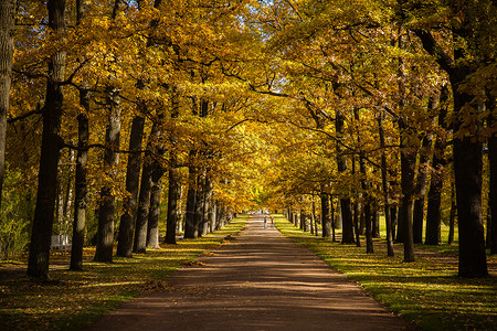 金黄落叶俄罗斯最美的园林秋色背景