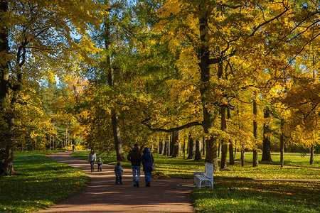 公园无忧宫俄罗斯最美的园林秋色背景