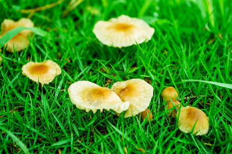 下雨草坪雨后的蘑菇背景